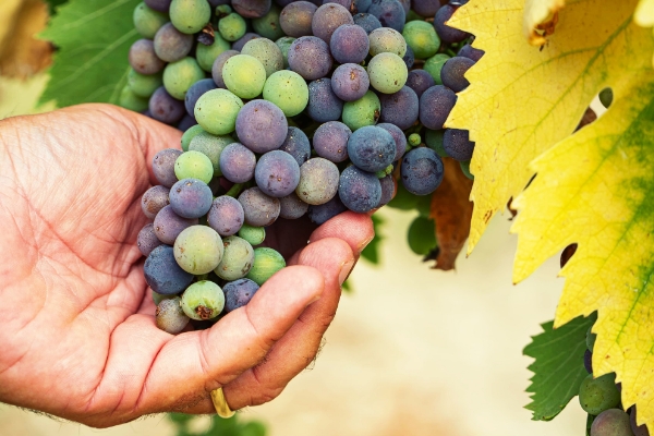 La Vendemmia: il Cuore Battente del Vino Cooperativo Italiano